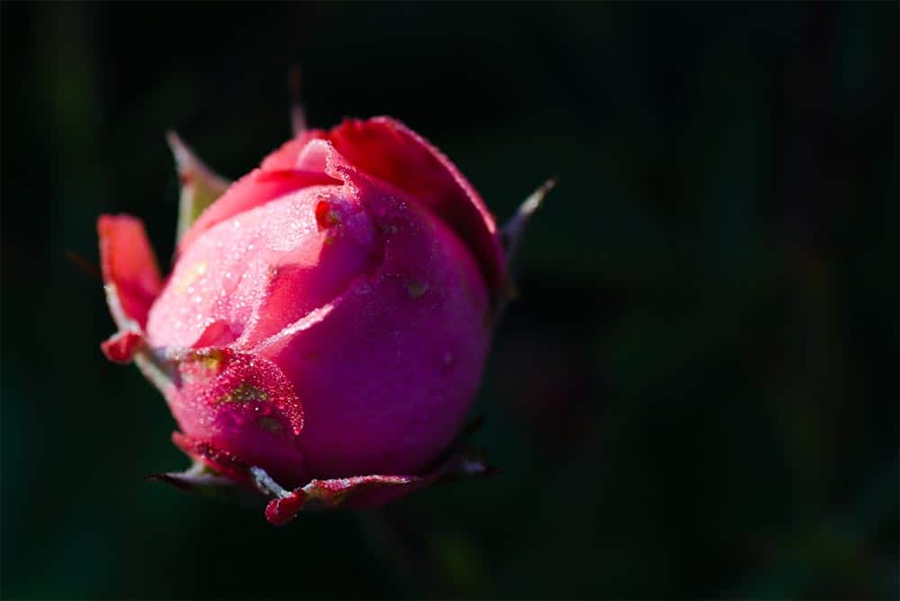 The Rose of Tralee Song - Seine Geschichte - ☘ gruene-insel.de